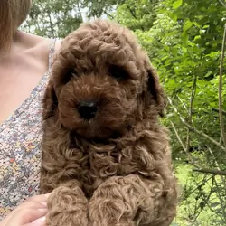 Gorgeous Mini Goldendoodle Puppies