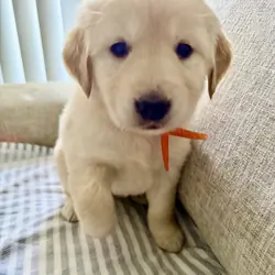 Puppy