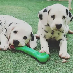 Dalmatian puppies