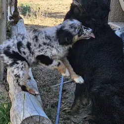 Australian Shepherd