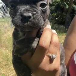 French bulldog male