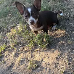 Chihuahua