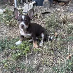 chihuahua