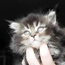 Maine Coon Dollface Persian Hyrbids