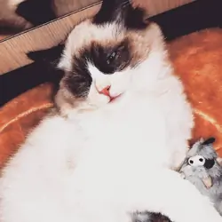 Ragdoll male