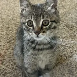 Boy Kitten