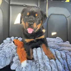 Rottweiler puppy