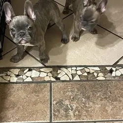 French bulldogs