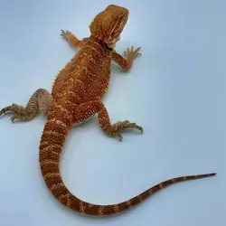Bearded Dragon