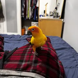 Bonded pair of 2 year old sun conures
