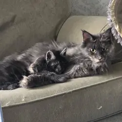 Mainecoon Kitten