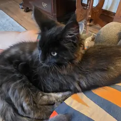 Maine Coon Kitten