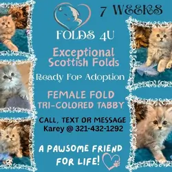 Scottish Fold Kittens - FOLDS4U