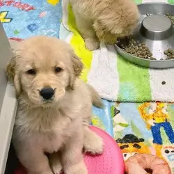 Golden Retriever puppies for adoption