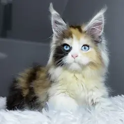 Maine Coon girl