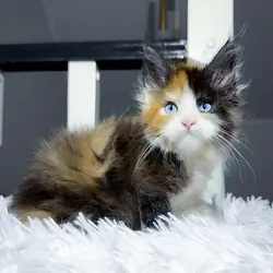 Maine Coon Female