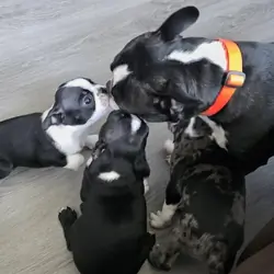 Boston Terrier