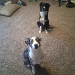 Two 7-Month-Old Mini Australian Shepherd Puppies
