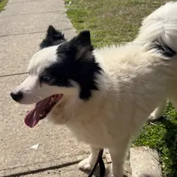 Pomsky
