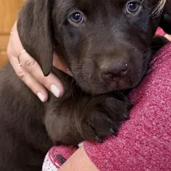 Labrador retriever girl