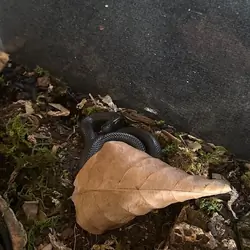 Juvenile Mexican King Snake