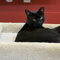 Foster cat