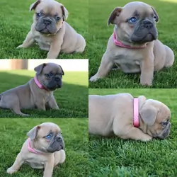 Adorable French Bulldog Puppies Ready Now! Rare Bl