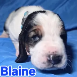 Male baby basset hound