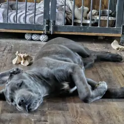 SOX -Cane Corso