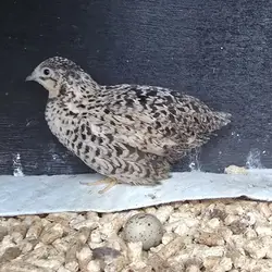 Button quail