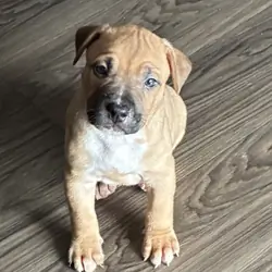 Pitbull puppies