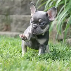 Adorable French bulldog puppy