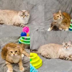 Kitails Siberians
