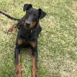 Doberman