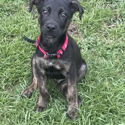 German Shepherd Mix