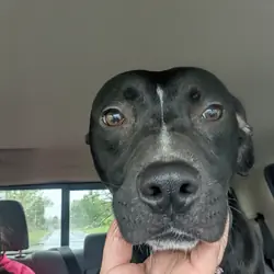 black lab mix