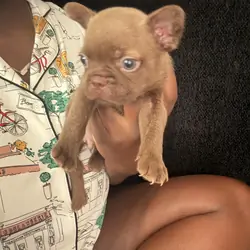 Purebred frenchies