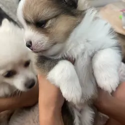 Purebred Pomeranian