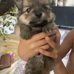 Pomeranian Puppy