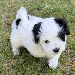 AKC Coton de Tulear