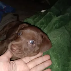 10 week old male Pitbull, Chocolate Lab and Jack R