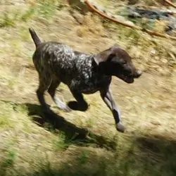German Shorthaired female puppies