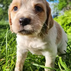 French Brittany Pups