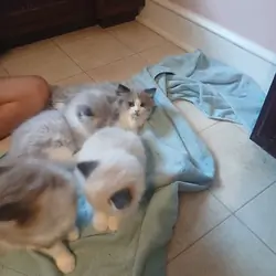 Rag Doll Kittens