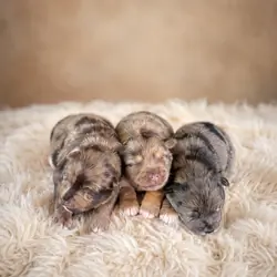 Miniature Schnauzer