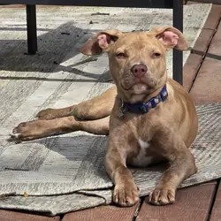 Pit Mix Male Puppy