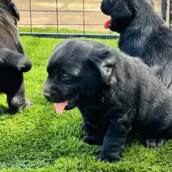 AKC black Labs