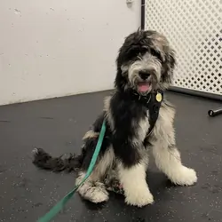 F1B bernedoodle