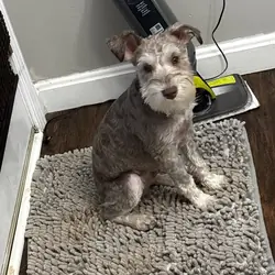 Miniature Schnauzer