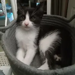 Georgie, rescue for rehoming, updated 10-10-26